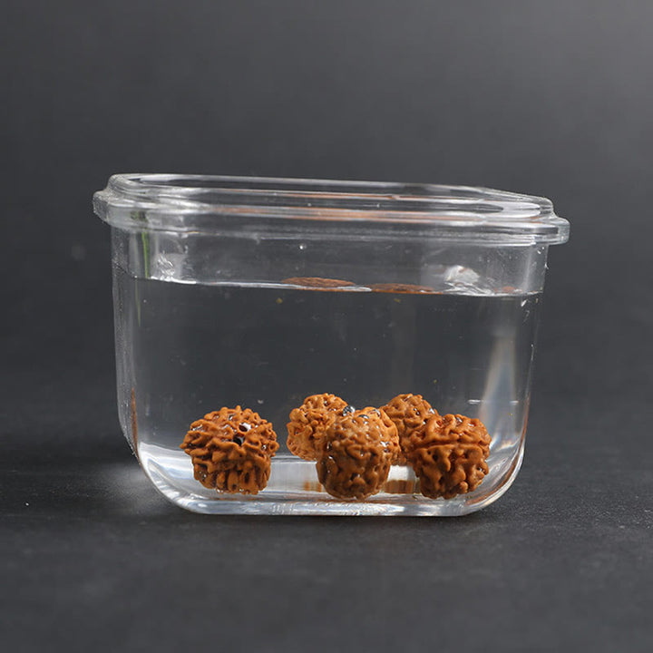 Buddha Stones Tibet Rudraksha Bodhi Seed PiXiu Moneta di rame Braccialetto della fortuna